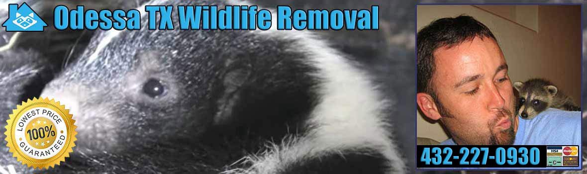 Odessa Wildlife and Animal Removal